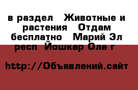  в раздел : Животные и растения » Отдам бесплатно . Марий Эл респ.,Йошкар-Ола г.